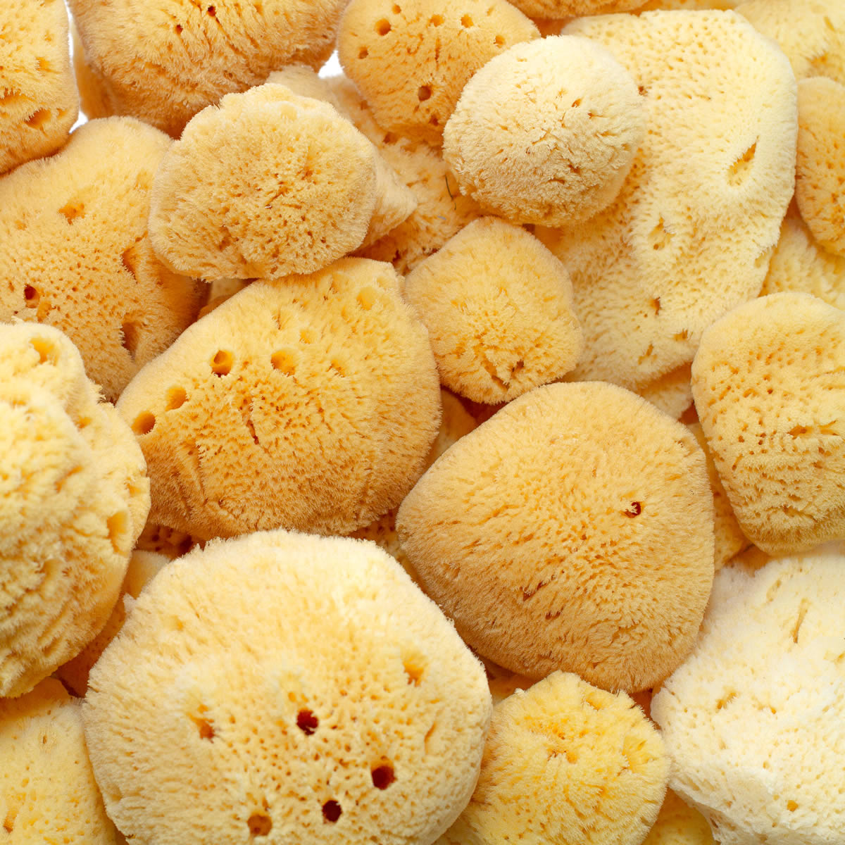 Natural Caribbean Silk Sea Sponge