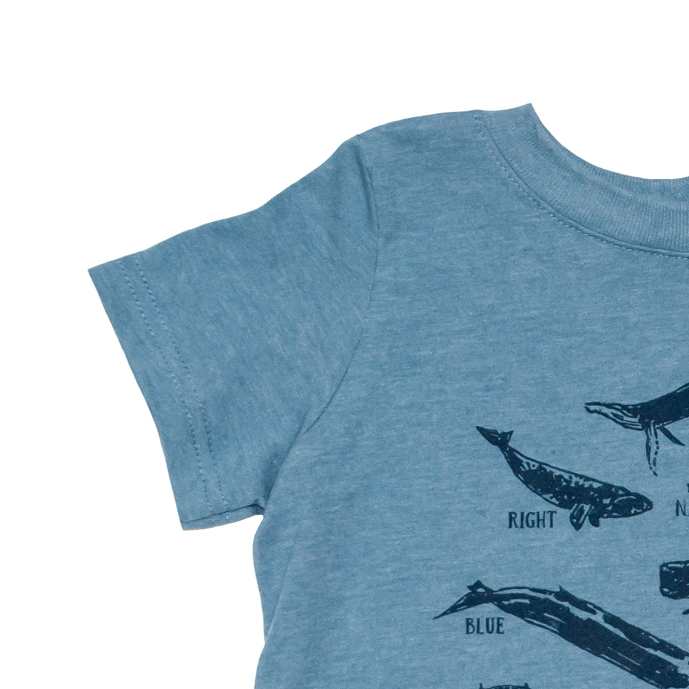 Whale Species Chart Toddler Tee
