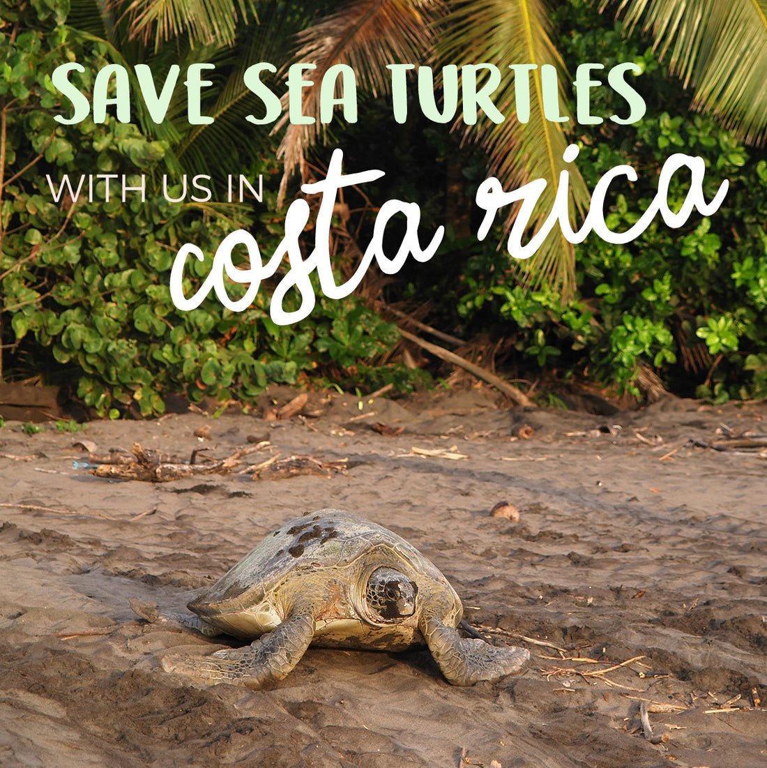 Saving Sea Turtles in Costa Rica