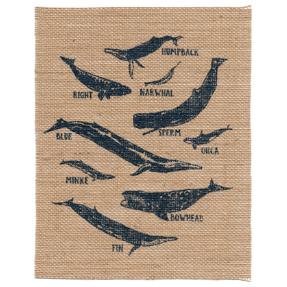 Whale Species 8x10 Burlap Art Print