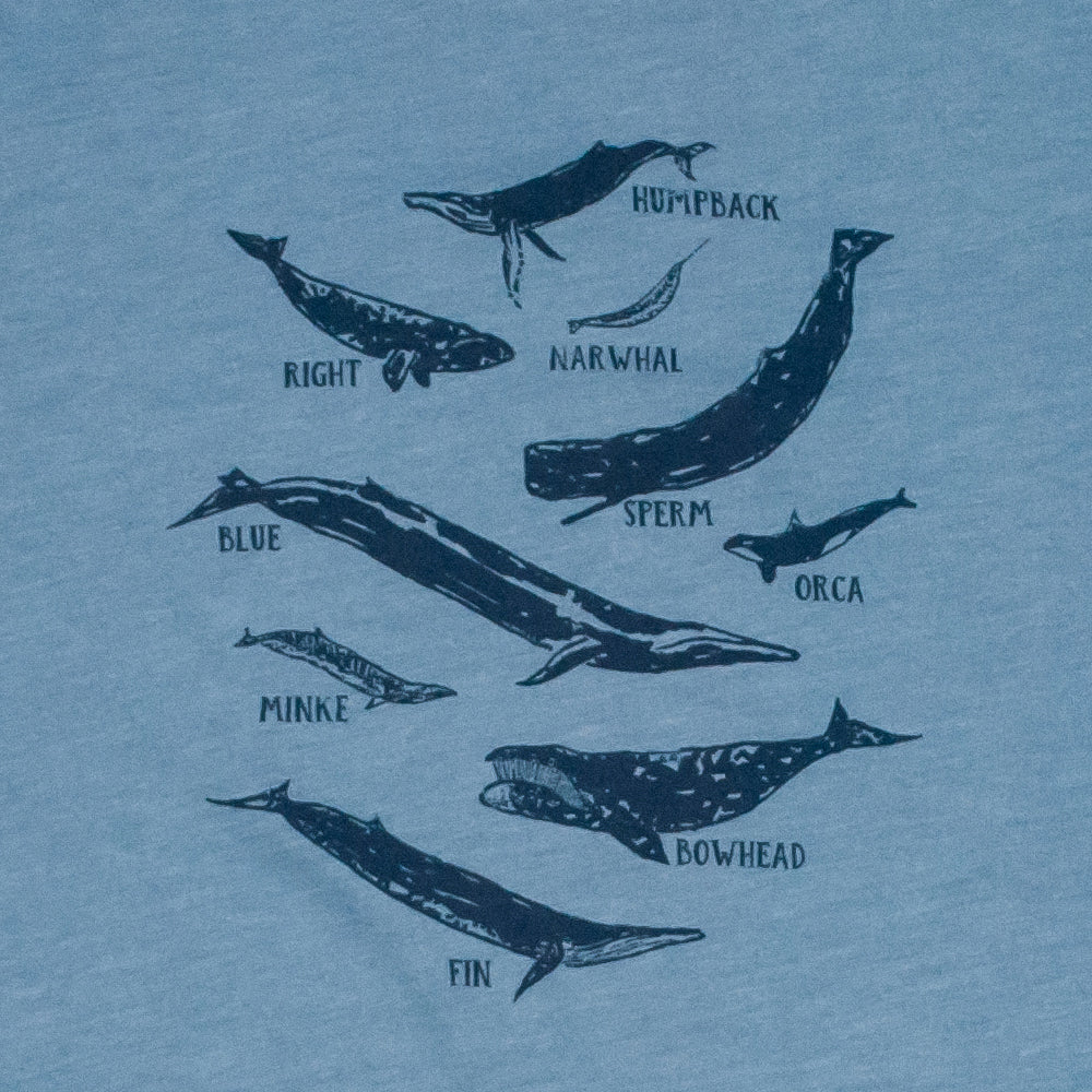 Whale Species Chart Kids Tee