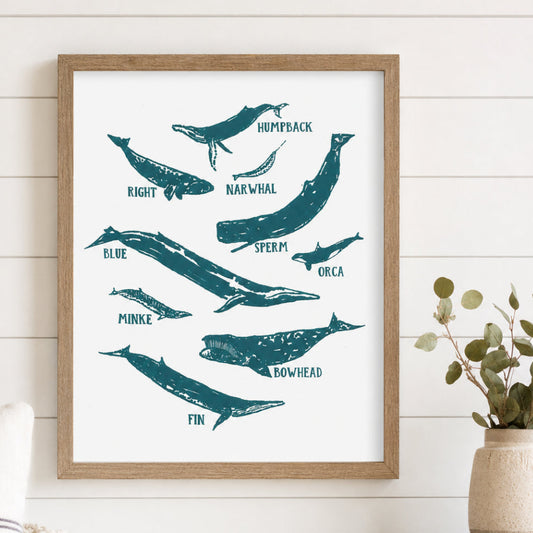 Whale Species 8x10 Screenprint