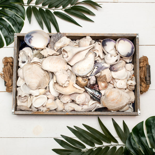 Sea Shells